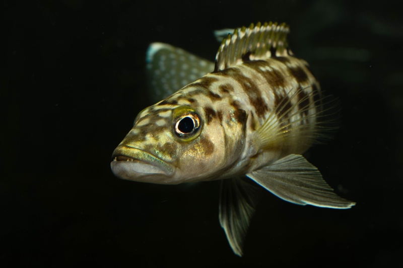 Lepidiolamprologus kamambae 'Kerenge Island'